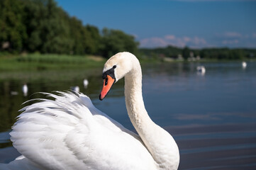 Beautiful bird. Graceful swan near lake or river shore. City birds. Summer day.