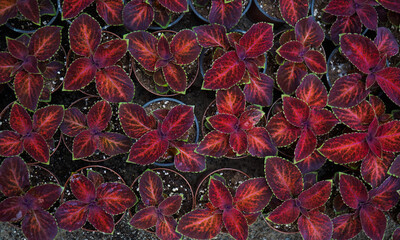 Fototapeta premium Plantation of decorative plant Coleus Wizard 