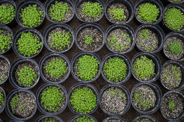 Ornamental and spicy plants in black pots are grown in greenhouses.   