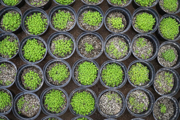 Ornamental and spicy plants in black pots are grown in greenhouses.   