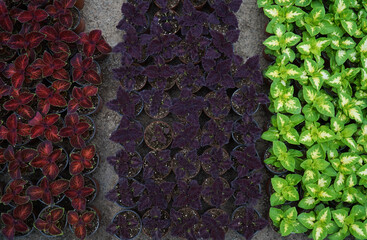 Rows in the greenhouse of an ornamental plant Coleus of various colors
