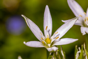 Fototapeta premium Ornithogalum flower in the garden 