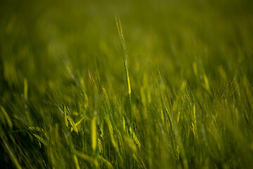 Macro wheat, barley. Beautiful green wheat ear growing in agricultural field, rural landscape. Green unripe cereals. The concept of agriculture, healthy eating, organic food. Close-up spike let