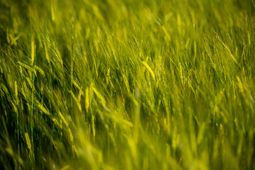 Young Wheat ears illuminated by sunlight. Gorgeous shape of the Wheat spikes. concept of a good...