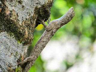 Obraz premium Lizard on a tree