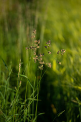 stalks of dry grass in a field at sunset