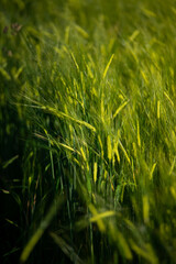 Close up of rye ears, field of rye in a summer sunrise time. Harvesting period