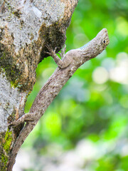 Obraz premium a Lizard standing on tree
