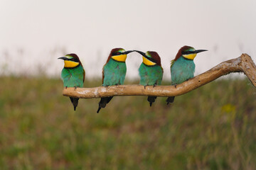 Group of colorful bee-eater on tree branch, against of yellow flowers background