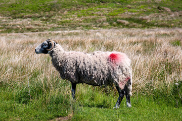 Fototapeta premium White sheep in summer day on a green valley