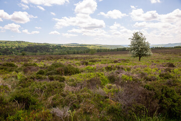 Obraz premium Various trees and shrubs in a green Valley 