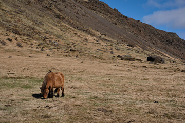 Fototapeta na wymiar Icelandic horses and ponies in Iceland