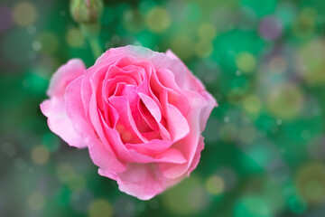 Pink roses on a green background with bokeh. Happy mothers day, womens day, happy valentines day greeting card