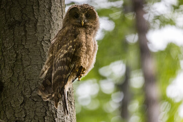 Baby Ural owl (Strix uralensis) in the wild . The Ural owl (Strix uralensis)