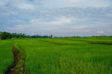 green field and blue sky