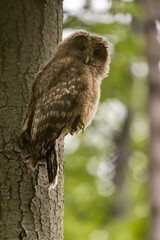 Baby Ural owl (Strix uralensis) in the wild . The Ural owl (Strix uralensis)