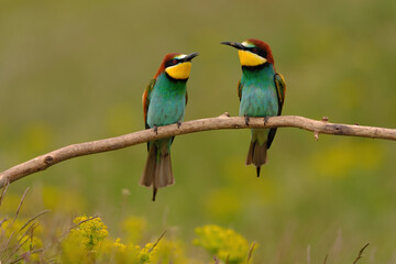 Group of colorful bee-eater on tree branch, against of yellow flowers background