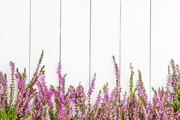Pink Common Heather flowers border on a white wooden background.