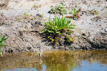 Botanical collection, edible sea aster plant, Tripolium pannonicum, growing on salt marshes