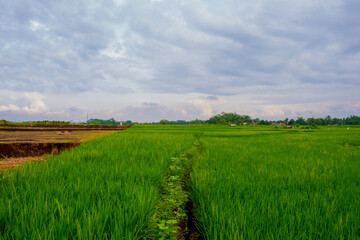 field and blue sky