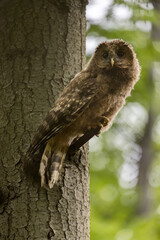 Baby Ural owl (Strix uralensis) in the wild . The Ural owl (Strix uralensis)