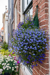 Colorful summer flowers is blossom in garden or outdoor patio