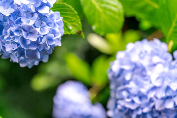 梅雨時期のアジサイ
