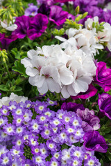 Colorful summer flowers is blossom in garden or outdoor patio