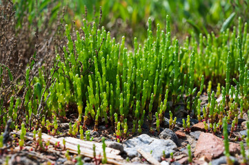 Botanical collection, edible sea succulent plant, Salicornia or sea glassworth weed, growing on salt marshes