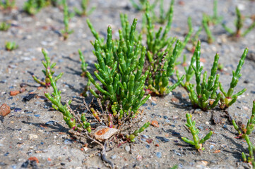 Botanical collection, edible sea succulent plant, Salicornia or sea glassworth weed, growing on...