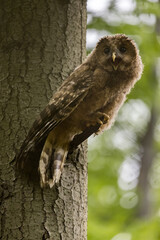Baby Ural owl (Strix uralensis) in the wild . The Ural owl (Strix uralensis)