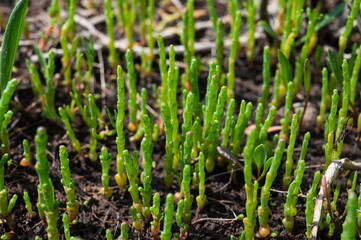 Botanical collection, edible sea succulent plant, Salicornia or sea glassworth weed, growing on salt marshes