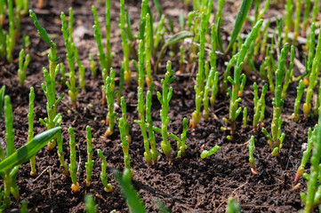 Botanical collection, edible sea succulent plant, Salicornia or sea glassworth weed, growing on salt marshes