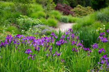 Obraz premium Lilac flowers in front of curved path in a forest 