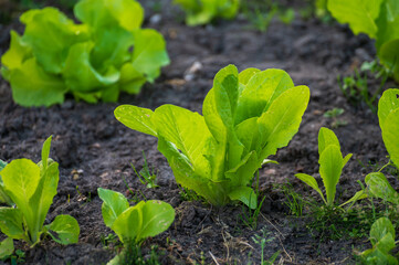 Eco farming in Netherlands, plantations of young green lettuce salade plants, healthy organic food