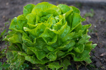 Eco farming in Netherlands, plantations of young green lettuce salade plants, healthy organic food