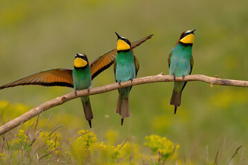 Group of colorful bee-eater on tree branch, against of yellow flowers background