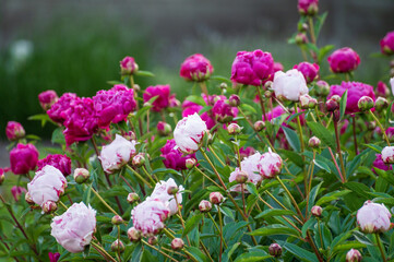 Seasonal blossoming of colorful big peony roses in garden