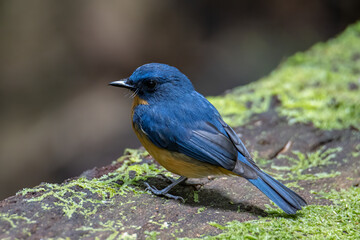 Nature wildlife image of Hill blue bird deep jungle forest in Sabah, Borneo