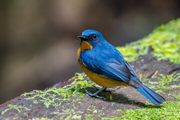 Nature wildlife image of Hill blue bird deep jungle forest in Sabah, Borneo