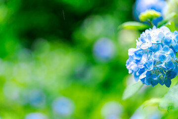 梅雨時期のアジサイ