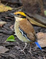 Nature wildlife image of Borneo banded pitta (Hydrornis schwaneri) It is found only in Borneo