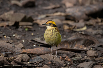 Nature wildlife image of Borneo banded pitta (Hydrornis schwaneri) It is found only in Borneo