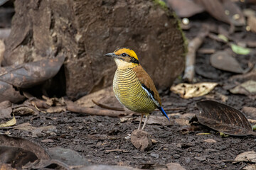 Nature wildlife image of Borneo banded pitta (Hydrornis schwaneri) It is found only in Borneo