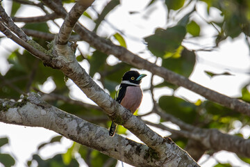 Obraz premium Nature wildlife image of Black-and-yellow broadbill Sabah, Borneo.