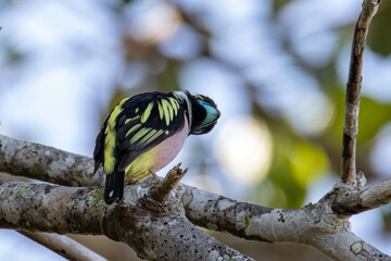 Nature wildlife image of Black-and-yellow broadbill Sabah, Borneo.