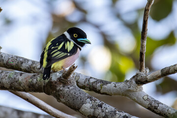 Nature wildlife image of Black-and-yellow broadbill Sabah, Borneo.