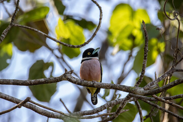 Nature wildlife image of Black-and-yellow broadbill Sabah, Borneo.