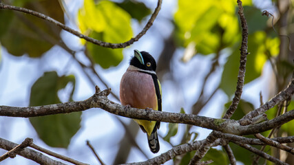 Nature wildlife image of Black-and-yellow broadbill Sabah, Borneo.