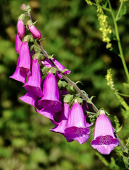 Purple foxglove (Digitalis purpurea L.) in full splendor. © Adam